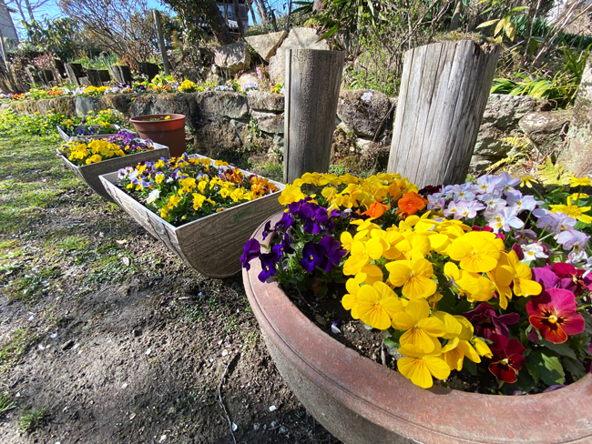 workingめぐみ施設に咲く花の写真