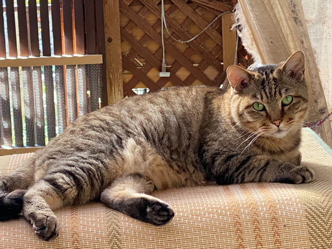 workingめぐみの猫の写真